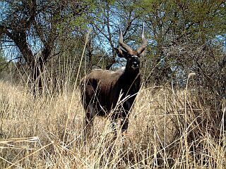 Wildlife im Nationalpark