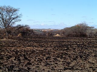 Steppe mit Termitenh&uuml;gel