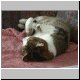 Cats & Fish